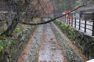 出雲大社　紅葉　221206